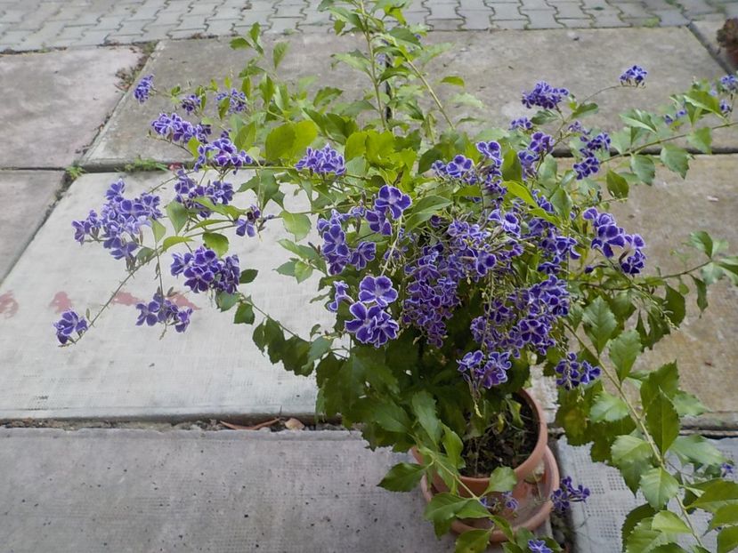  - duranta