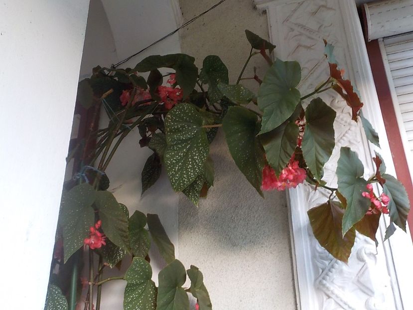  - begonia lucernae