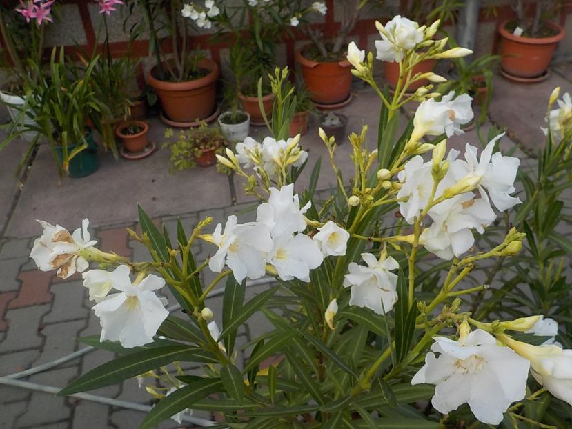  - mont blanc leandru nr 22