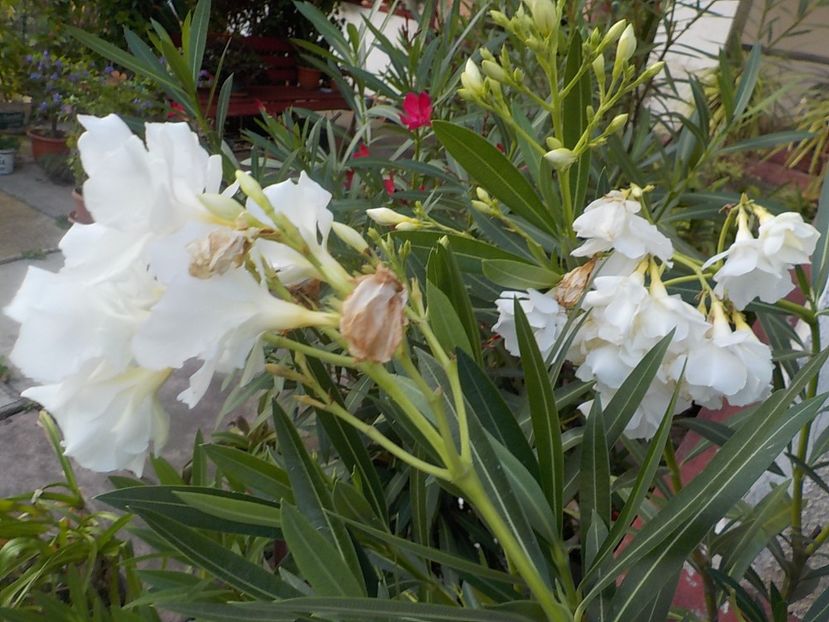  - mont blanc leandru nr 22