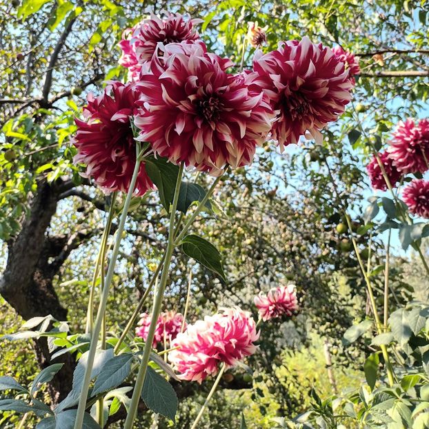 2023 - AAAA_DALII 2015_2017_2018_2019_2020_2023