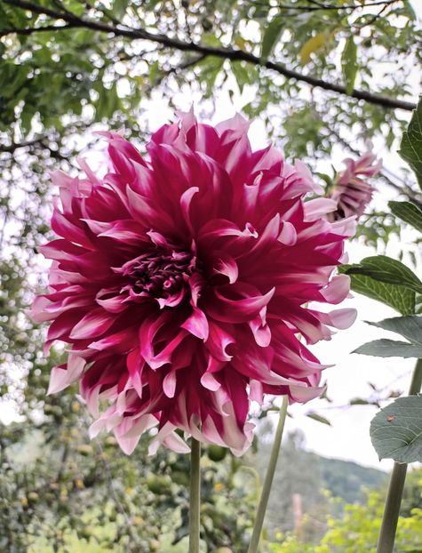  - AAAA_DALII 2015_2017_2018_2019_2020_2023