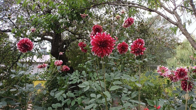  - AAAA_DALII 2015_2017_2018_2019_2020_2023