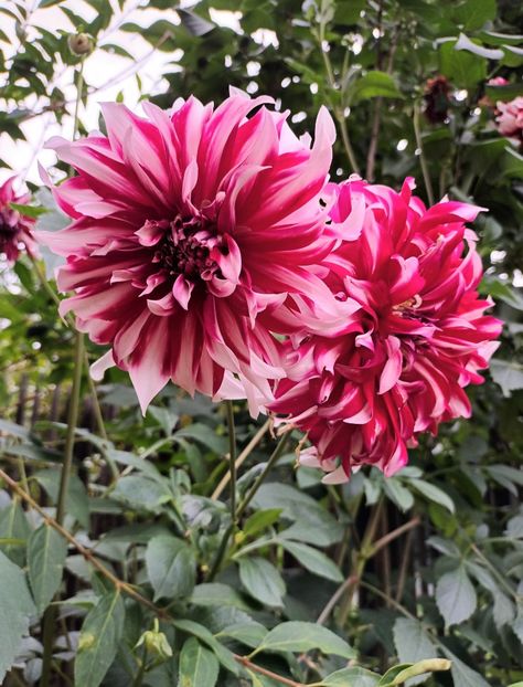  - AAAA_DALII 2015_2017_2018_2019_2020_2023