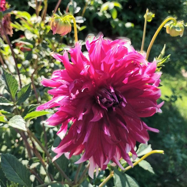  - AAAA_DALII 2015_2017_2018_2019_2020_2023