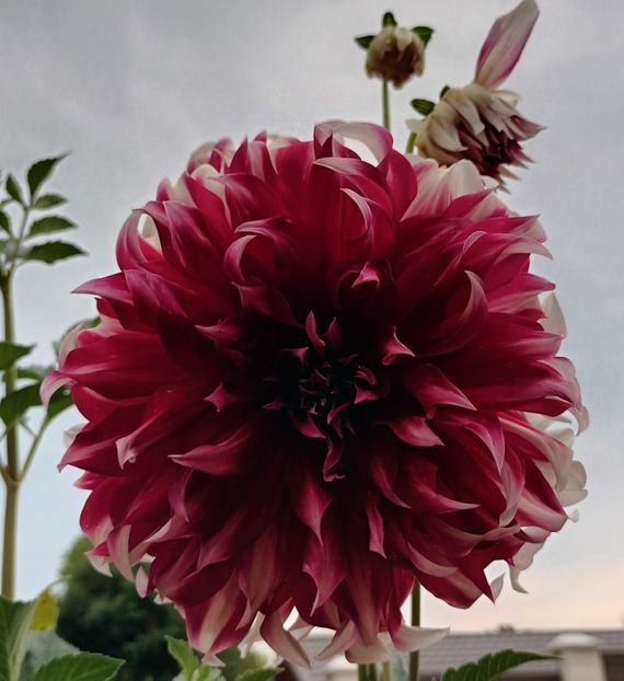  - AAAA_DALII 2015_2017_2018_2019_2020_2023