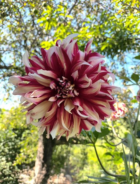  - AAAA_DALII 2015_2017_2018_2019_2020_2023