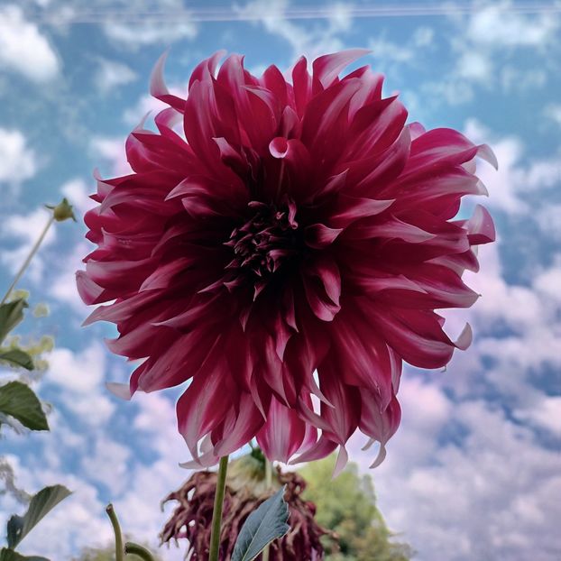  - AAAA_DALII 2015_2017_2018_2019_2020_2023