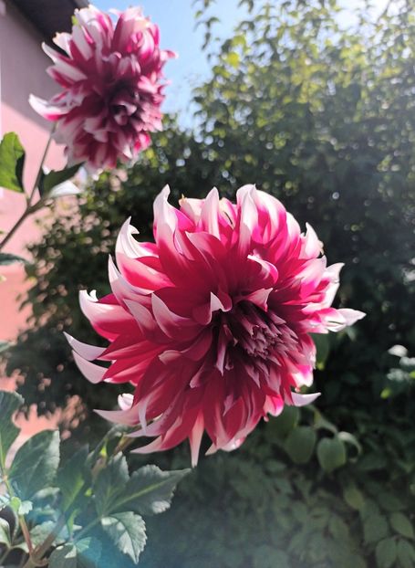  - AAAA_DALII 2015_2017_2018_2019_2020_2023