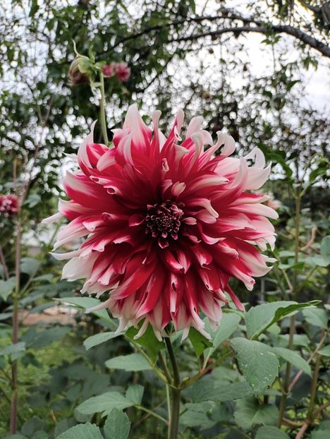  - AAAA_DALII 2015_2017_2018_2019_2020_2023