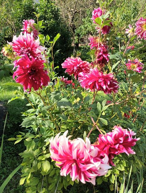  - AAAA_DALII 2015_2017_2018_2019_2020_2023