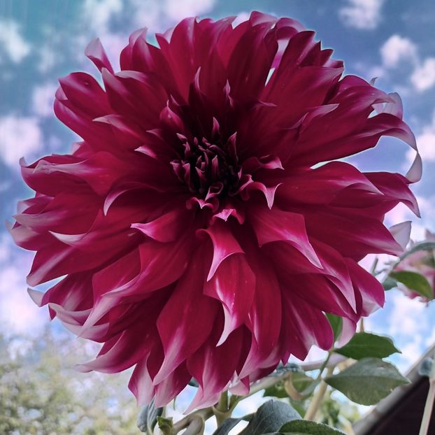  - AAAA_DALII 2015_2017_2018_2019_2020_2023