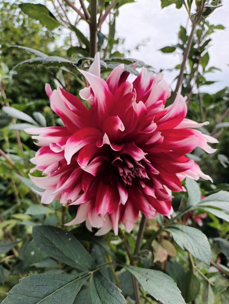  - AAAA_DALII 2015_2017_2018_2019_2020_2023