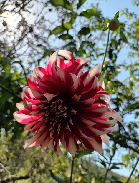  - AAAA_DALII 2015_2017_2018_2019_2020_2023