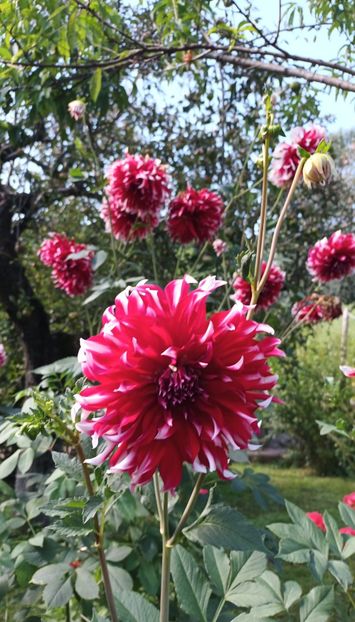  - AAAA_DALII 2015_2017_2018_2019_2020_2023