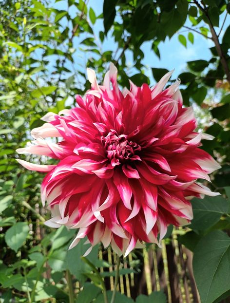  - AAAA_DALII 2015_2017_2018_2019_2020_2023