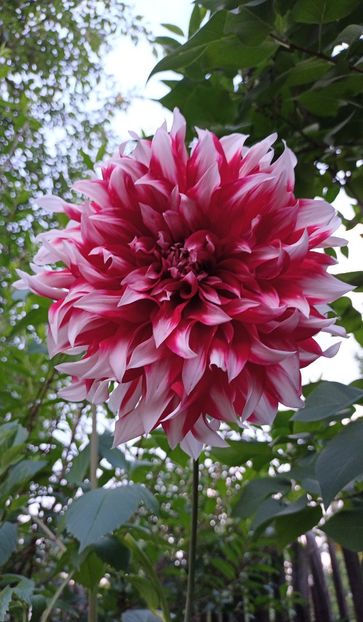  - AAAA_DALII 2015_2017_2018_2019_2020_2023