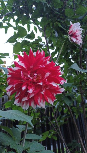  - AAAA_DALII 2015_2017_2018_2019_2020_2023