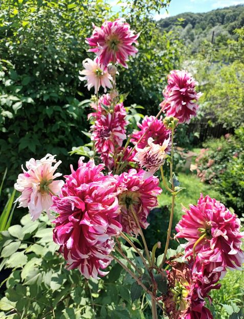  - AAAA_DALII 2015_2017_2018_2019_2020_2023