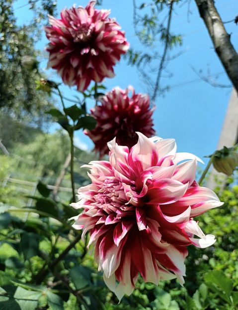  - AAAA_DALII 2015_2017_2018_2019_2020_2023