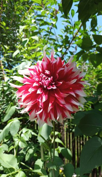  - AAAA_DALII 2015_2017_2018_2019_2020_2023