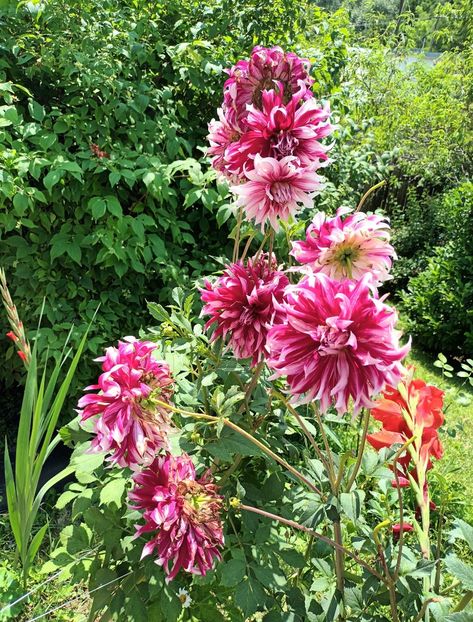  - AAAA_DALII 2015_2017_2018_2019_2020_2023