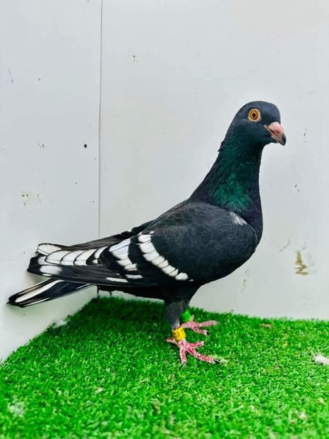  - Nu îmi aparțin 6