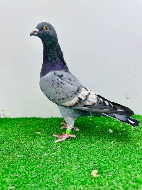  - Nu îmi aparțin 6