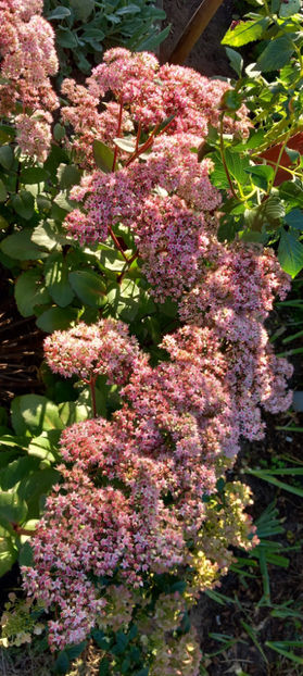  - 2023 - 03 - Toamna