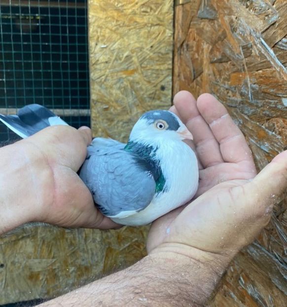 6A88D3E9-B426-4250-AEA4-8643136B331D - albastri sau vineti