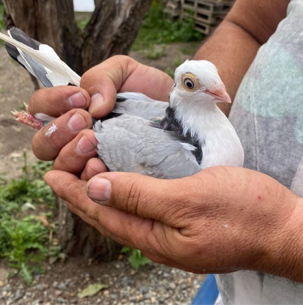 028F6183-0431-4454-BB0F-2C403E2AC59C - albastri sau vineti