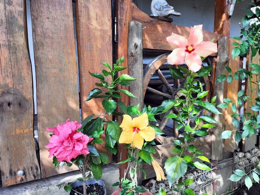 IMG20230925142830 - Toamna 2023