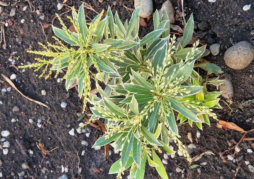Pieris japonica - Septembrie 2023