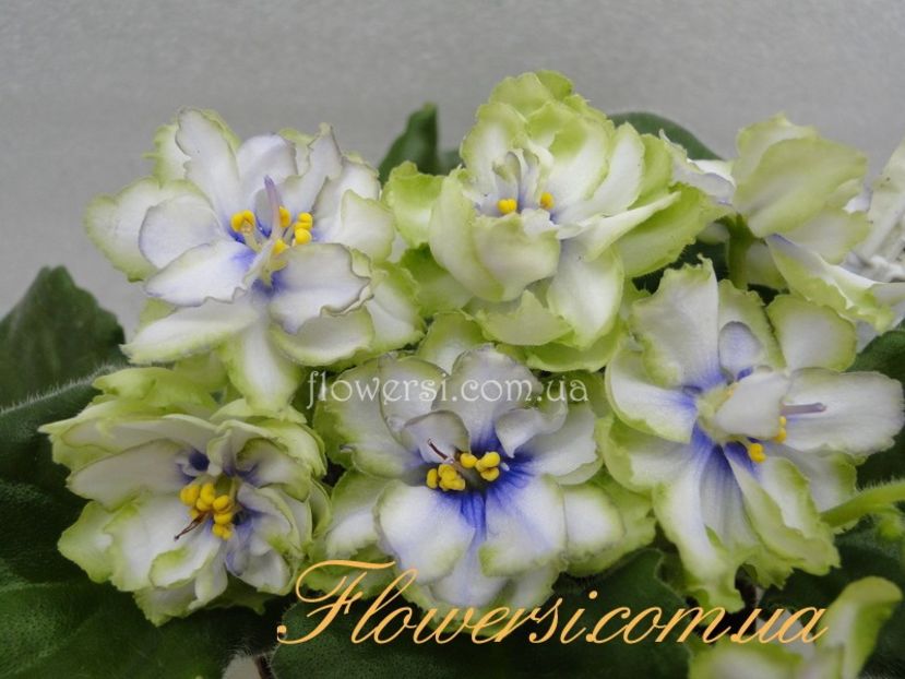 Poză net - LE Marfa zzz