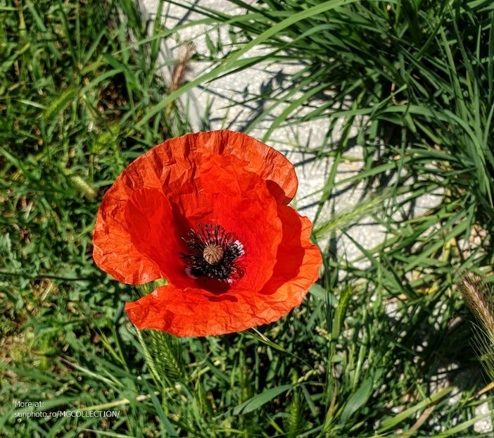 Poppy flower - FLOWERS - Flori