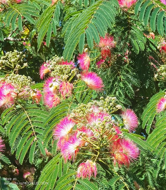 Flowers 1 - E - FLOWERS - Flori
