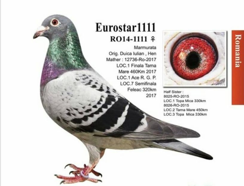 171-3 - Porumbei voiajori la matca