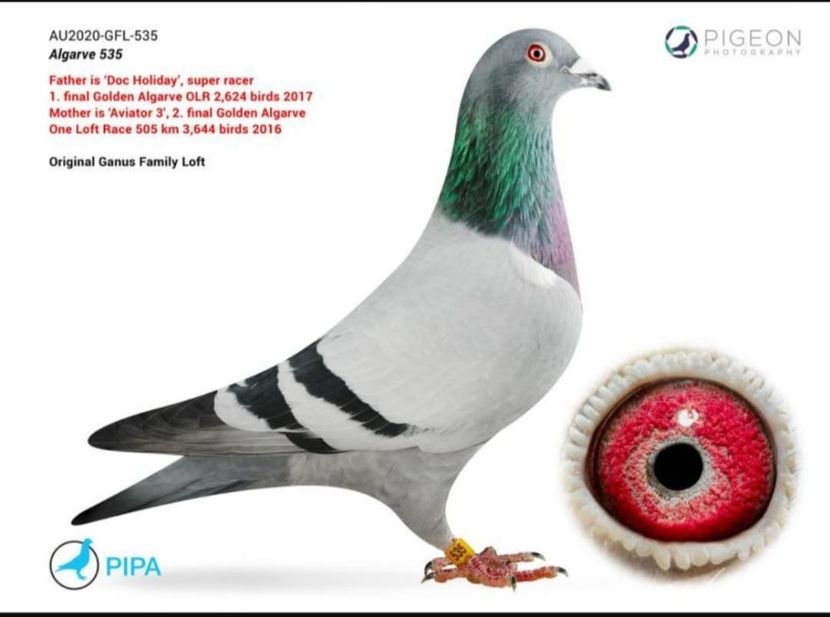 VICOV-615-5 - Porumbei voiajori la matca