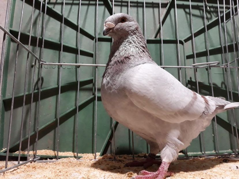 IMG-20230226-WA0048[1] - Amintiri