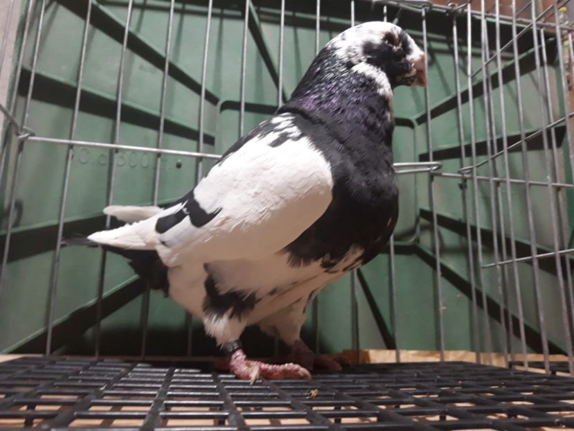 IMG-20230226-WA0057[1] - Amintiri