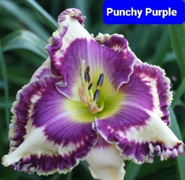  - Punchy Purple