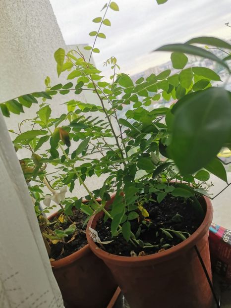 IMG-20230916-WA0011(1) - Septembrie 2023