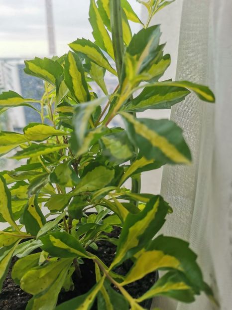 IMG-20230916-WA0012 - Septembrie 2023