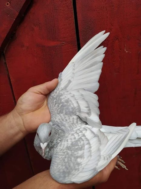  - Nu îmi aparțin 6