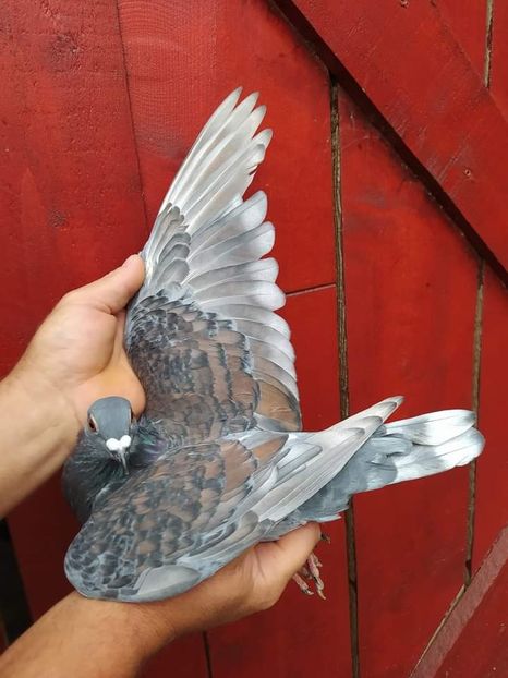  - Nu îmi aparțin 6