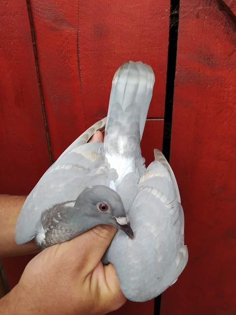  - Nu îmi aparțin 6