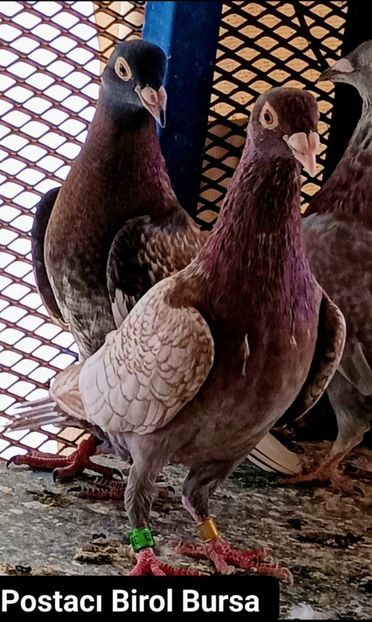  - Nu îmi aparțin 6