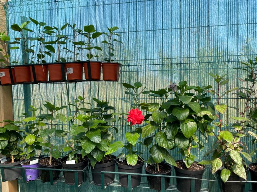  - 001 - Hibiscusi 2023