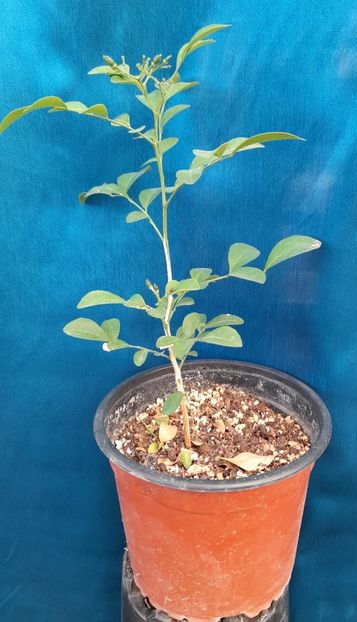 Murraya  - 50 lei - De vanzare