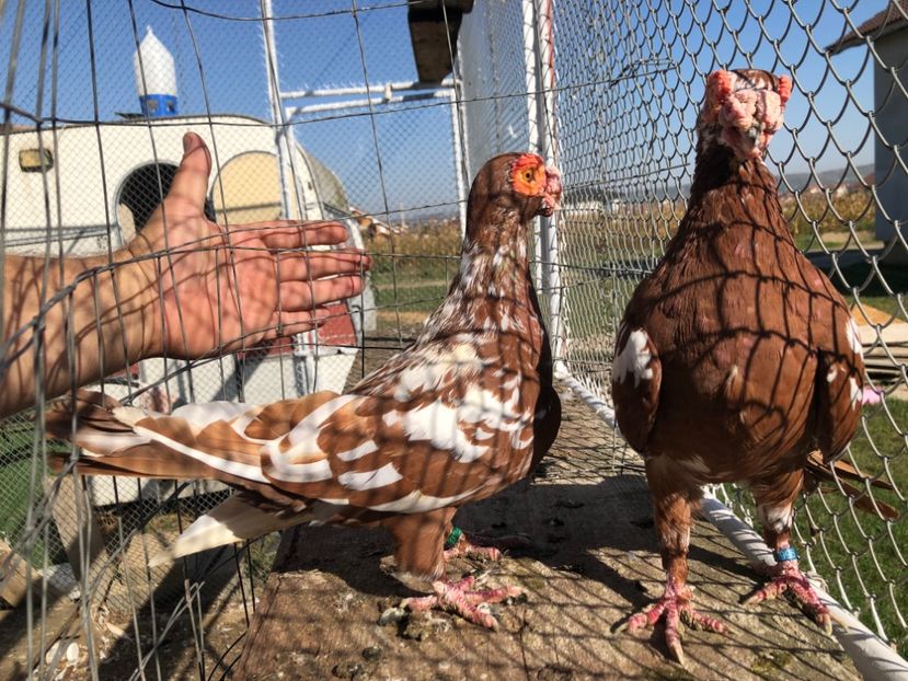 4E12FD8E-FD34-42F9-9386-593477B76959 - Berberi2023